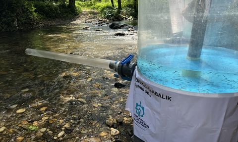 Kocaeli'de 8 Bin Kırmızı Benekli Alabalık Yavrusu Dereye Bırakıldı