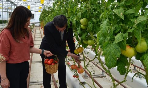 Kocaeli'de Volkanik Cürufla Domates Hasadı Başladı