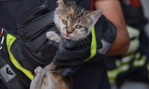 Konya'da Sıkışan Kedi Yavrusunun Kurtarılması