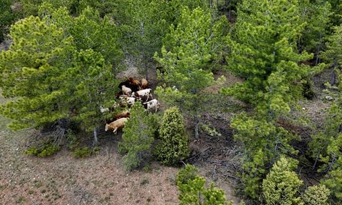 Kütahya'da Kaybolan Büyükbaş Hayvanlar Jandarma ile Bulundu