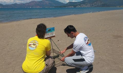 Muğla İztuzu Plajı'nda Caretta Caretta Yuvaları Artıyor