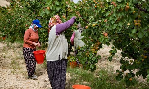 Mut Kayısısında Hasat Dönemi Başladı