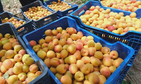 Mut Kayısısında Hasat Dönemi Devam Ediyor