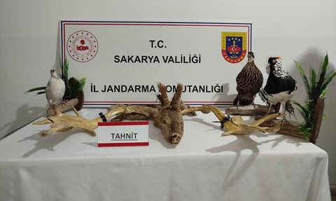 Sakarya'da Hayvan Kaçakçılığı Operasyonu: 98 Hayvan Ele Geçirildi