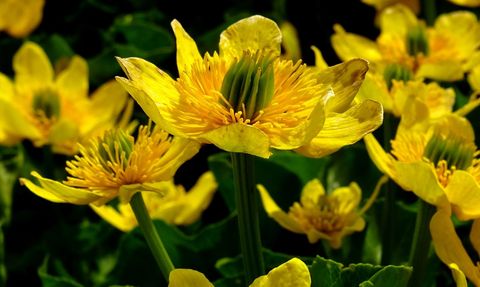 Sarıkamış'ın Doğasında Bahar Renkleri