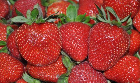 Silifke Çileğinde Hasat Dönemi Devam Ediyor