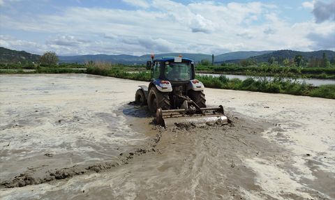 Sinop'ta Çeltik Ekim Sezonu Başladı
