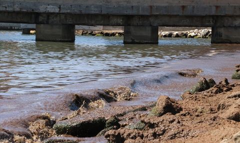 Tekirdağ Sahili'nde Kırmızı Yosun Birikimi: Rüzgarın Etkileri