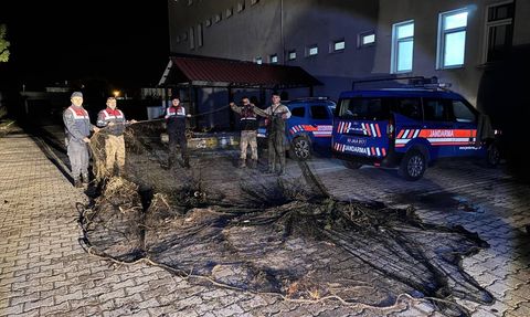 Van'da Kaçak İnci Kefali Operasyonu