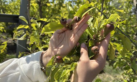 Yapay Zeka ile Tarımda Yeni Dönem