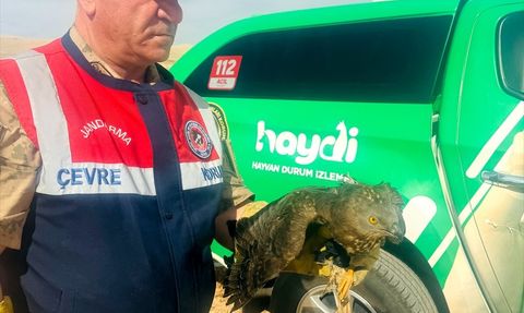 Yaralı Kızıl Şahin Şanlıurfa'da Kurtarıldı