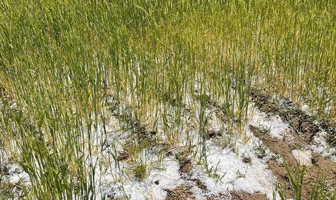 Aksaray'da Dolu Tarım Arazilerini Vurdu