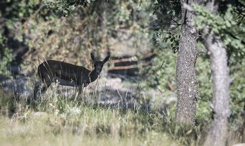 Altınköy Açık Hava Müzesi'nde Üç Ceylan Yavrusu Dünyaya Geldi
