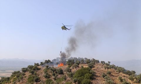 Aydın'da Zeytinlik Yangını Kontrol Altına Alındı
