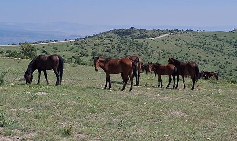 Beypazarı'nda Yılkı Atları Görüntülendi