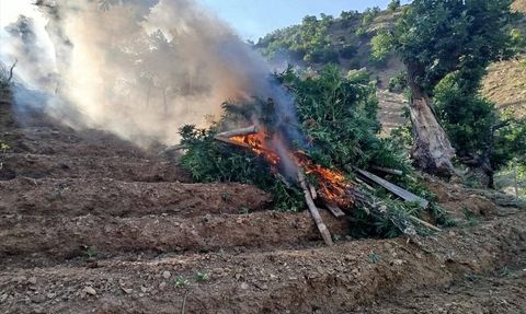 Bingöl'de 15 Bin 300 Kök Hint Keneviri Ele Geçirildi