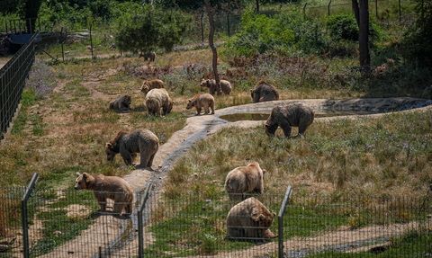 Bursa'daki Ayı Barınağında Yaz Beslenme Programı