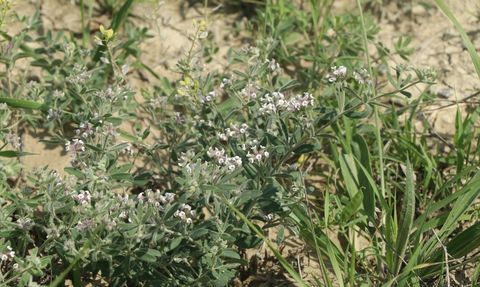Çankırı'da Yeni Bitki Türü 'Dorycnium vuralii' Keşfedildi
