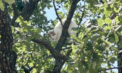 Edirne'de 18 Saat Ağaçta Mahsur Kalan Kedi Kurtarıldı