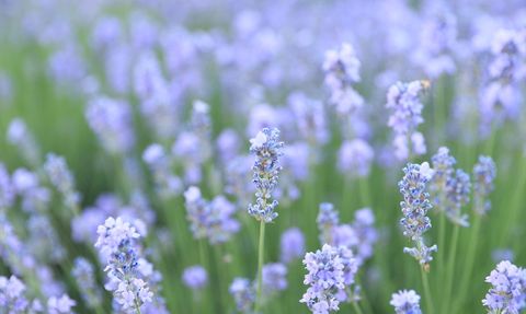 Edirne'de 8. Lavanta Tarla Günleri Başladı