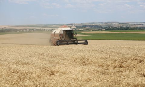Edirne'de Buğday Hasadı Başladı
