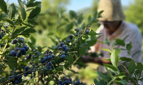 Emekli Doktorun Mavi Yemiş Serüveni