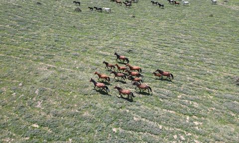 Emir Dağları'ndaki Yılkı Atları Dronla Görüntülendi