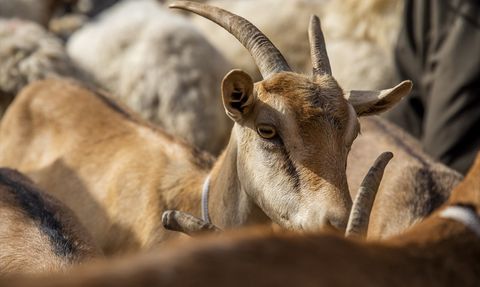 Erbil'de Kurbanlık Hayvan Satışları Düşüyor
