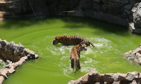Gaziantep Hayvanat Bahçesi'nde Yaz Sıcaklığına Özel Buzlu Kokteyller