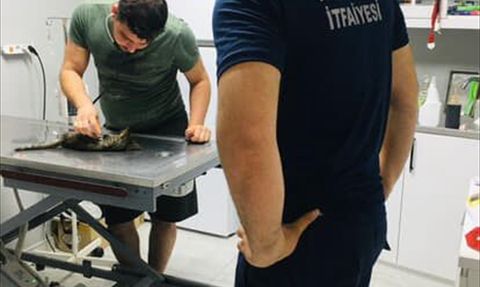 Hatay'da itfaiye ekibi, kalp masajıyla kedi yavrusunu kurtardı