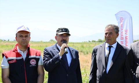 Iğdır'da İlk Karpuz Hasadı Başladı