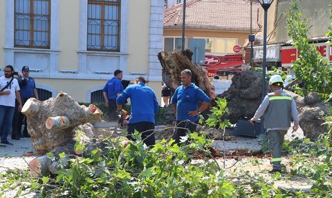 İzmir'deki Asırlık Çınar Devri