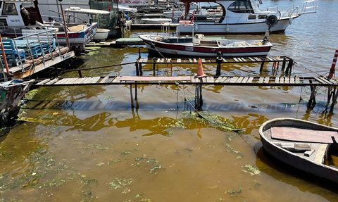 İzmit Körfezi'nde Deniz Yüzeyi Kahverengiye Döndü