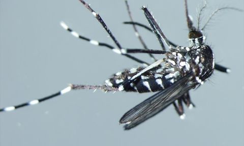 Karadeniz'deki Asya Kaplan Sivrisineği Araştırması: Virüs Bulunmadı