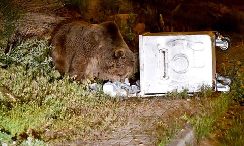 Kars'ta Bozayıların Mahalleye İnişi