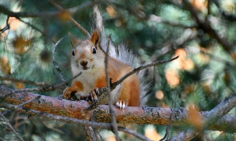 Kars'ün Sarıkamış İlçesinde Kızıl Sincaplar Millet Bahçesini Renklendiriyor