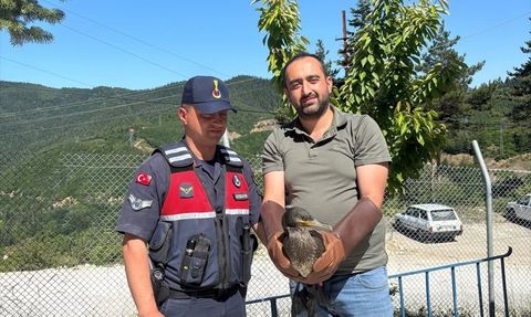 Kastamonu'da Yaralı Kuşlar Doğaya Salındı