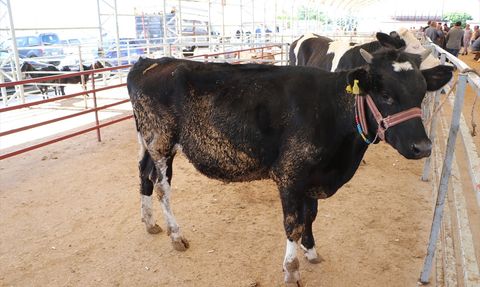 Kilis'te Kurbanlık Hayvan Pazarı Başladı