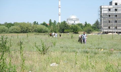 Kırklareli'de Başıboş Atlar Rehabilitasyona Alındı
