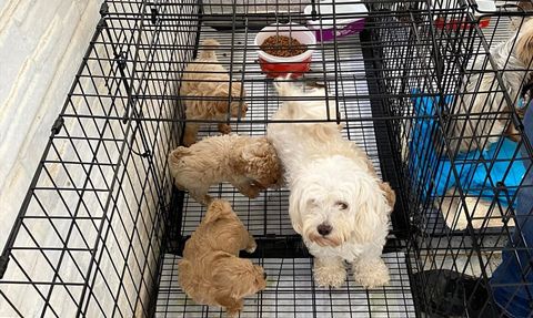 Kırklareli'nde Kaçak Hayvan Ticareti Önleniyor