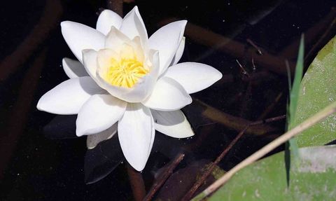 Köyceğiz Gölü'nde Beyaz Nilüfer Çiçeği Üzerine Doktora Tezi