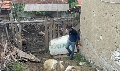 Kütahya'da Kurt Saldırısı: 11 Koyun Telef Oldu