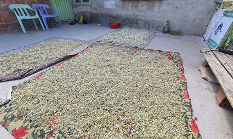 Manisa'nın Demirci İlçesinde Kır Papatyası Hasadı Başladı