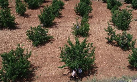 Mardin'de Napolyon Kirazı Hasadı Başladı