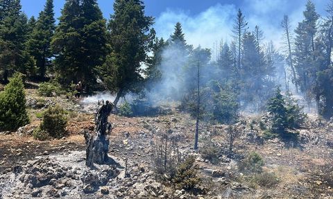 Mersin'de Orman Yangını: Hızla Müdahale Ediliyor