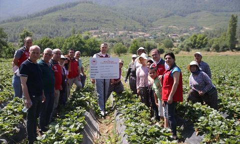 Muğla'da Çilek Hasadı: Verim ve Fiyat Üreticiyi Güldürüyor