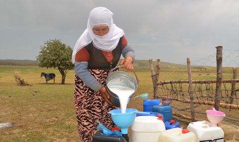 Muş'ta Berivanlar zorlu Süt Sağım Yolculuğuna Çıkıyor