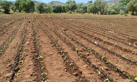 Muş'ta Tütün Ekimine Başlandı