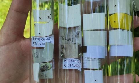 Rize'de Kahverengi Kokarca ile Mücadelede 50 Bin Samuray Arısı Doğaya Salındı