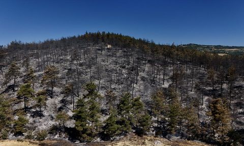 Sakarya'daki Orman Yangınına Hızlı Müdahale